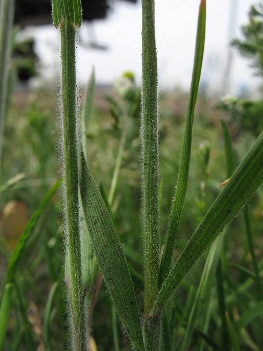 Bromus arvensis